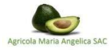 AGRÍCOLA MARÍA ANGÉLICA S.A.C.